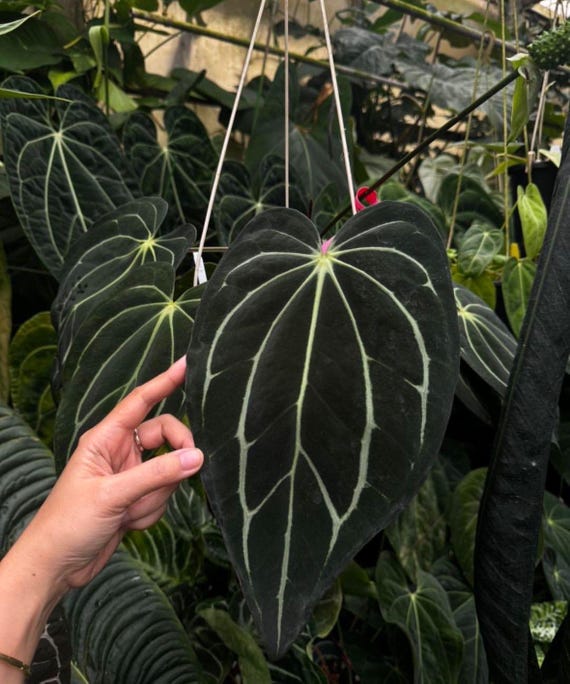 Anthurium Carlablackiae AU1 X AU2 Seedlings | Rare Anthurium