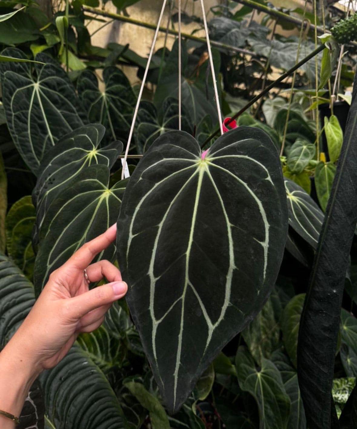 carlablackiae AU#1 × antolakii division Anthurium Carlablackiae AU1 X AU2 Seedlings | Rare Anthurium