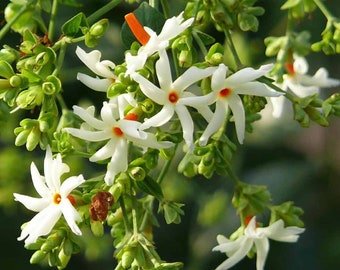 Parijat, Pavala Malli, Planta de jazmín que florece de noche