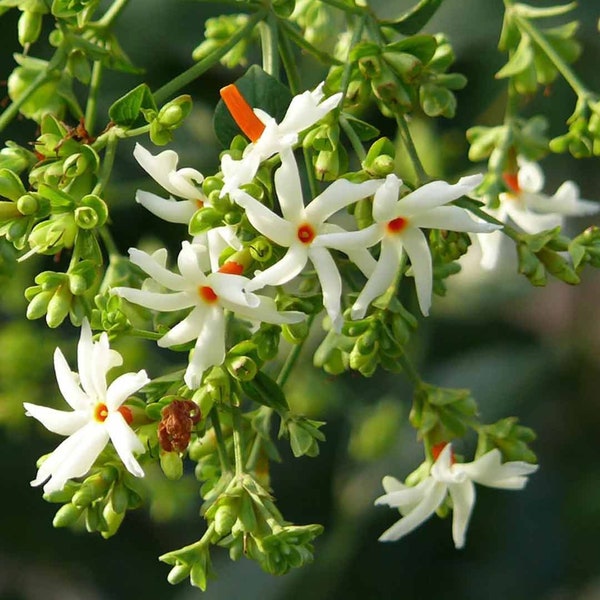 Parijat | Pavala Malli | Night blooming Jasmine Plant
