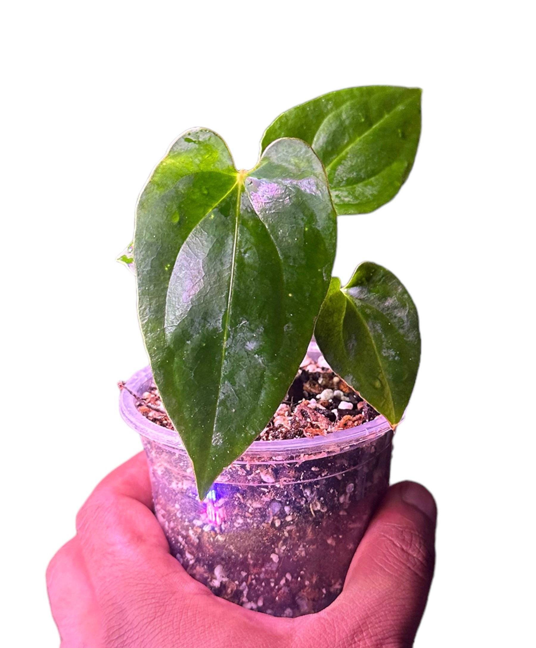 アンスリウム RVDP 超ベルベット red vein dark phoenix アンスリウム RVDP 超ベルベット red vein dark phoenix