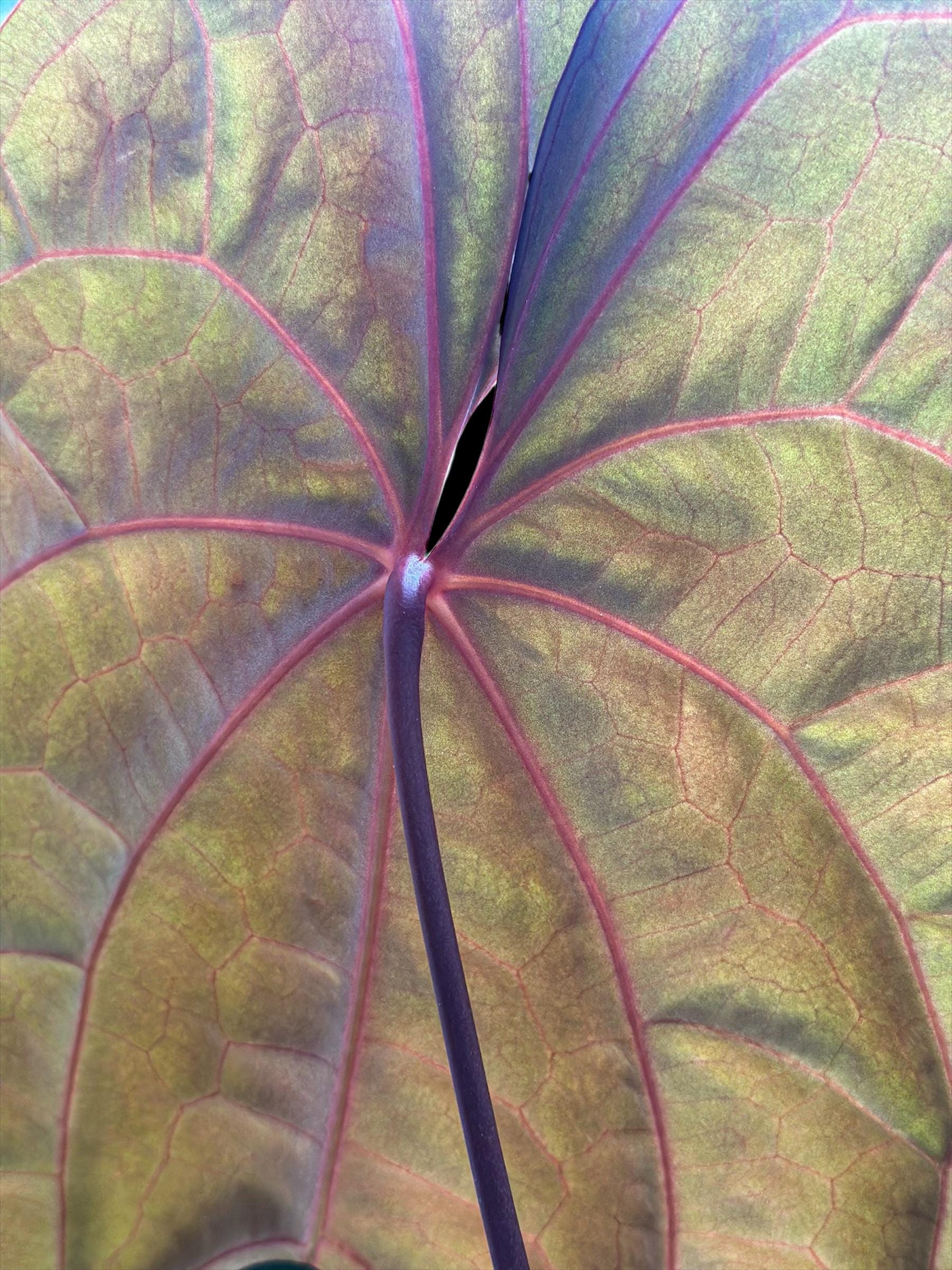 アンスリウム RVDP | レッド ベイン ダーク フェニックス | RVDP x