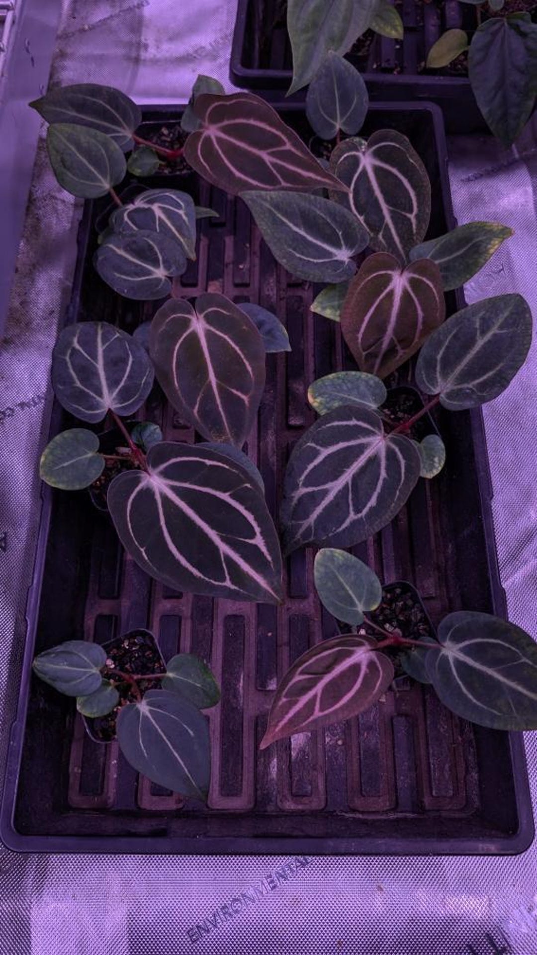 Anthurium Carlablackiae Peter Parker - Carlablackiae RA5 X RA10