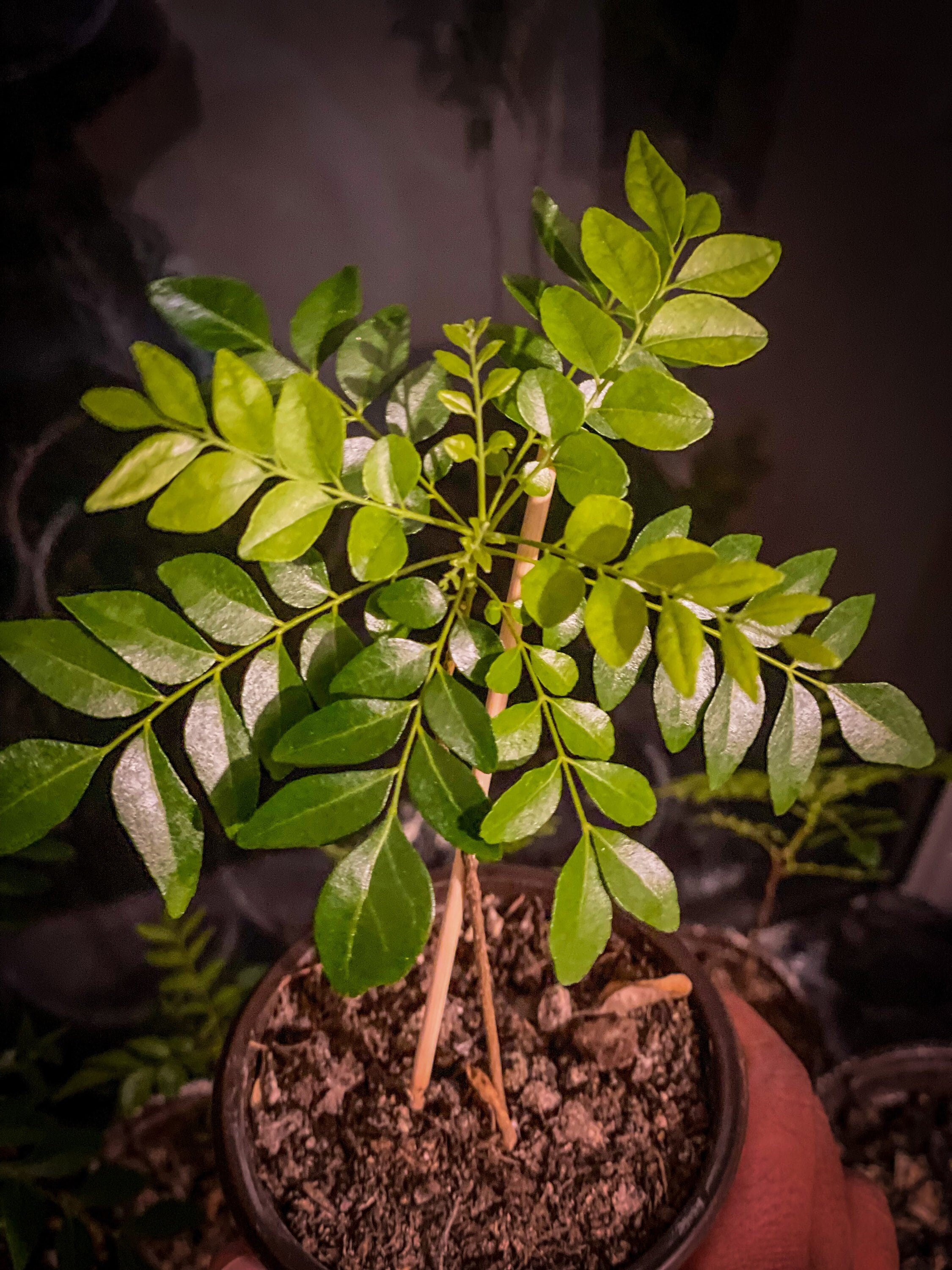 Mes Plantes // Monstera Deliciosa - Mango and Salt