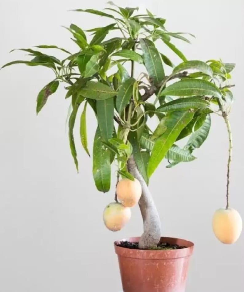 Bonsai Mango Tree Dwarf Fruiting Mango Bonsai Tree Live Etsy UK