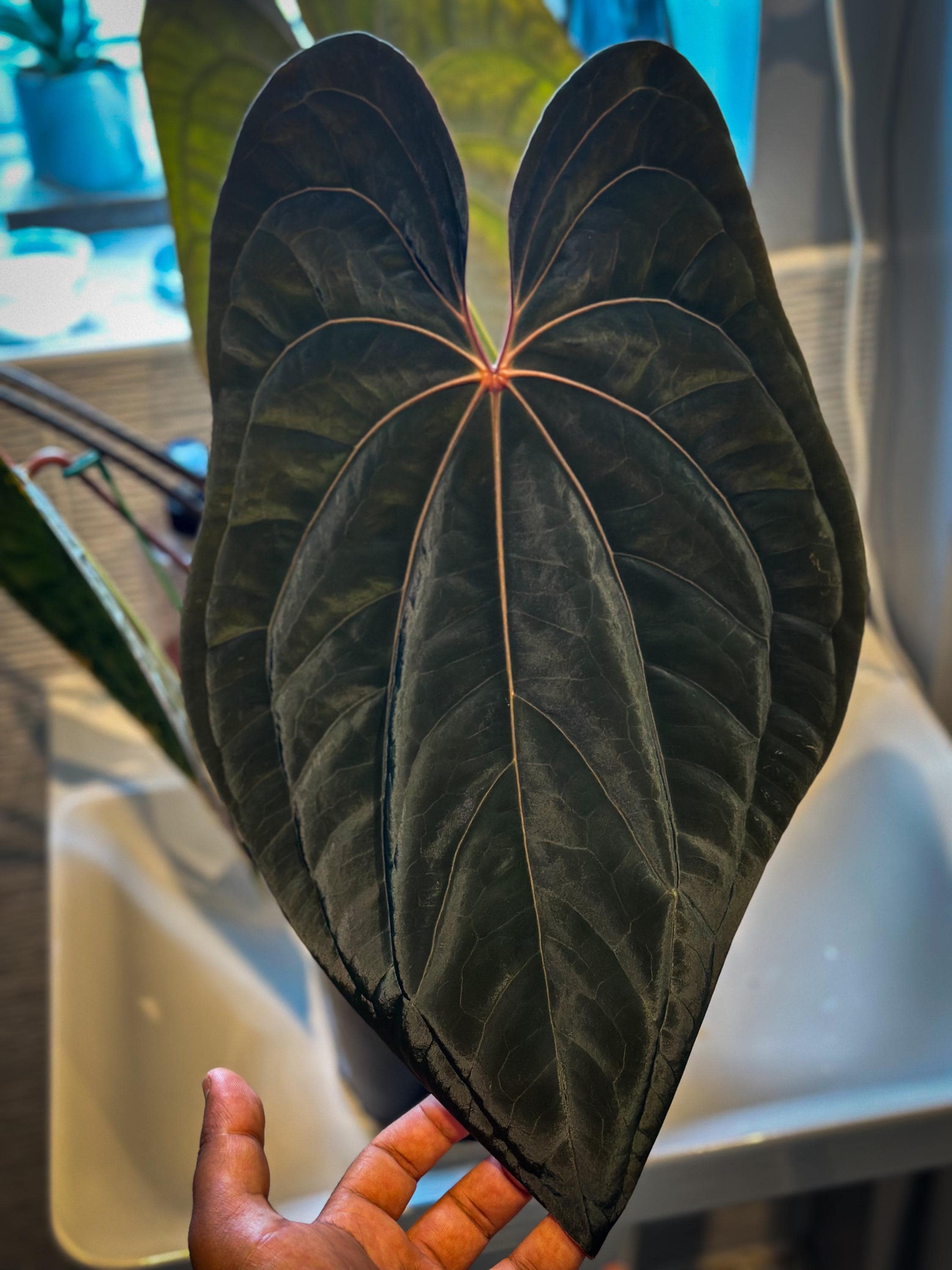Anthurium Carlablackiae × AOS X RVDP | Carlablackiae AU1 | Ace of