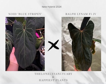 アンスリウム ブルー ストライプ x ラルフ ライナム F1 - ジェイ