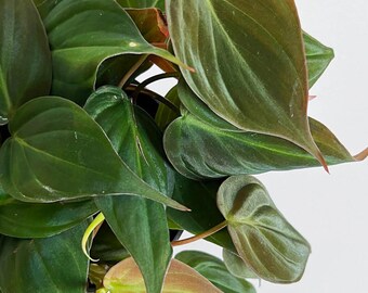 philodendron selloum plant Philodendron selloum 'Hope' – Plant Material main image 1