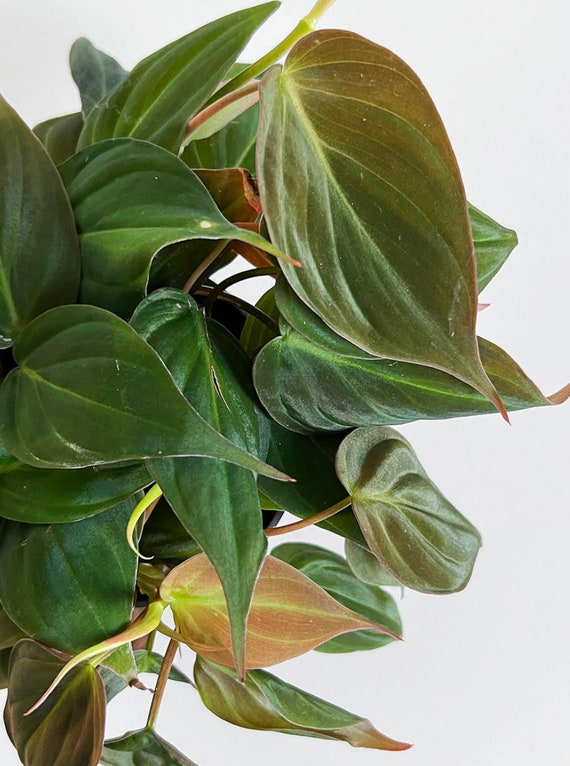 golden crocodile philodendron Philodendron 'Golden Crocodile'