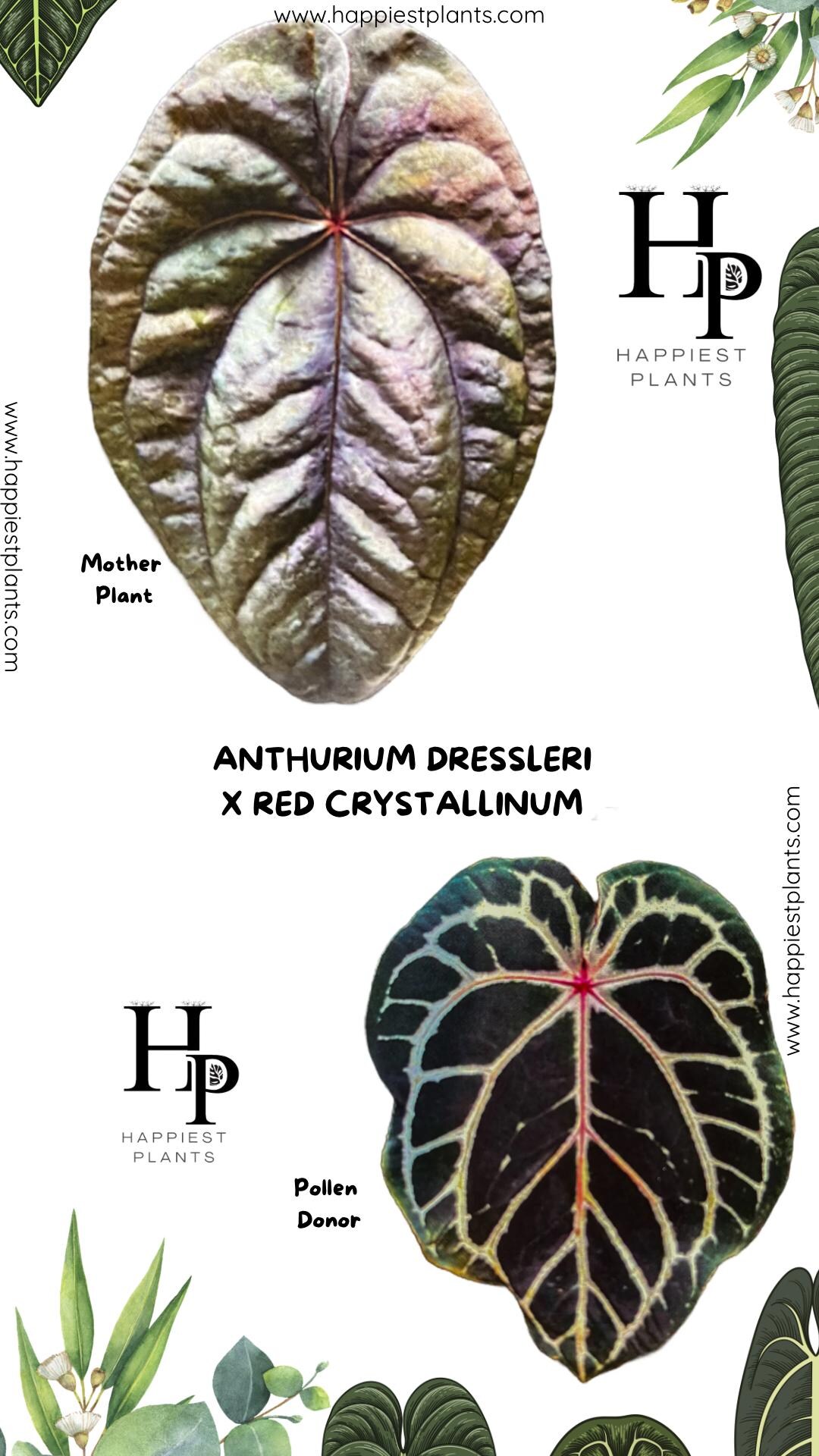 Anthurium eastern dressleri X Bloodmoon 和*様 Anthurium eastern