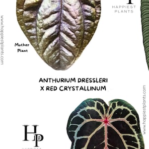 Anthurium dressleri - Etsy 日本