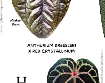 Anthurium Dressleri x Red Crystallinum / Semillas de Anthurium raras / El mejor regalo / Amante de las plantas / Anthurium rojo / Anthurium Doc Block / Anthurium RC