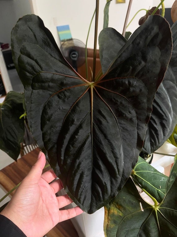 Anthurium RLFS Menace Black X Ralph Lynam F1 - Jay Vannini