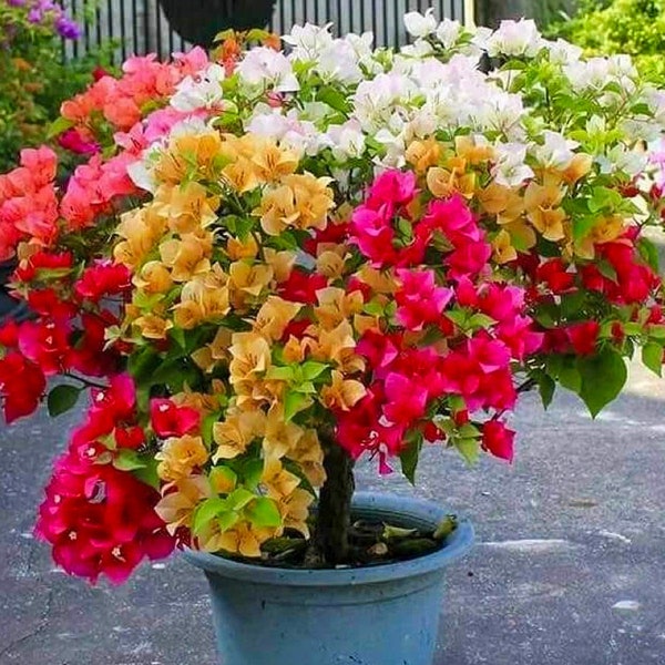 Multi-Color Grafted Bougainvillea Plant - Preorders | Rare Bougainvillea | Rare Houseplants