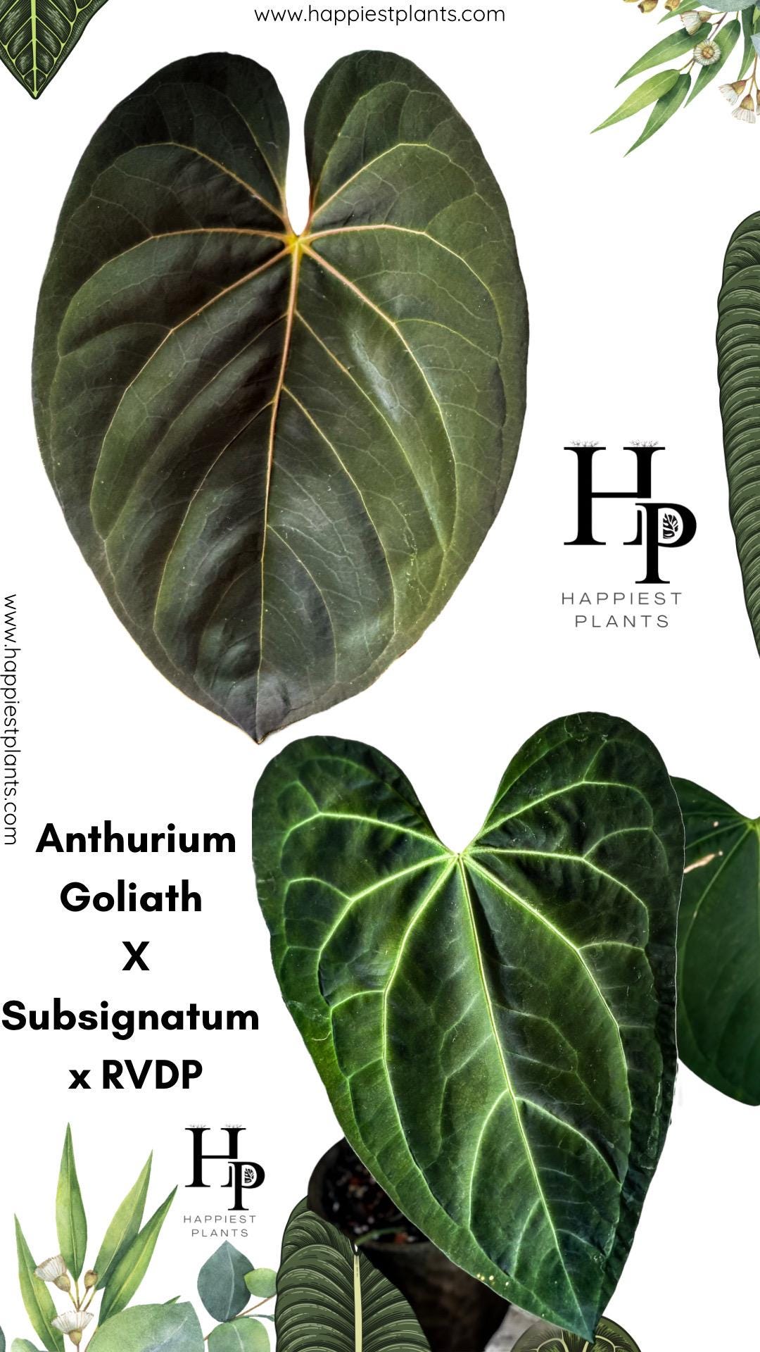 Anthurium Goliath X Subsignatum X RVDP | Rare Anthurium | Perfect