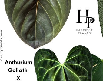 Anthurium Goliath X Subsignatum x RVDP / Anthurium raro / Regalo perfecto de Navidad / Amante de los aroides / Amante de las plantas / El mejor regalo / Fénix rojo oscuro
