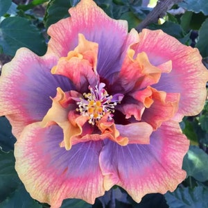 Può includere: Un vibrante fiore di ibisco con una miscela di tonalità viola, rosa e gialle. I petali sono arricciati e sovrapposti, creando uno spettacolo drammatico e colorato.