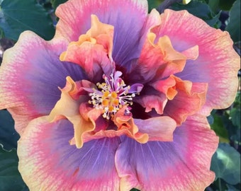 アロカシア ブラックベルベットピンク斑入り - Etsy 日本