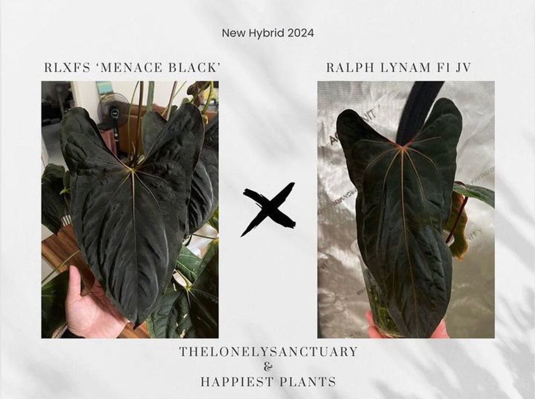 Anthurium RLFS Menace Black X Ralph Lynam F1 - Jay Vannini