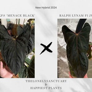 Anthurium fort sherman - Etsy 日本