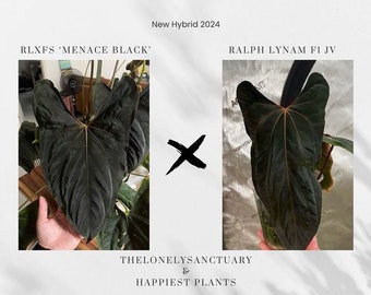 アンスリウム パピリラミナム RL x FS 苗木 (ラルフ・ライナム x