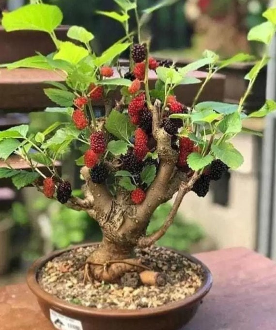 Maulbeerbaum Bonsai Pflanze | Tolle Geschenkidee zu Weihnachten | 2 Jahre  alte beschnittene Pflanze | 25 -40cm | UK Verkufer | Tropische Frchte -  Etsy sterreich