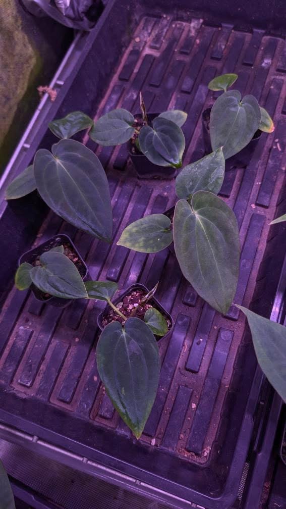 Anthurium dressleri - Etsy 日本 Anthurium dressleri - Etsy 日本