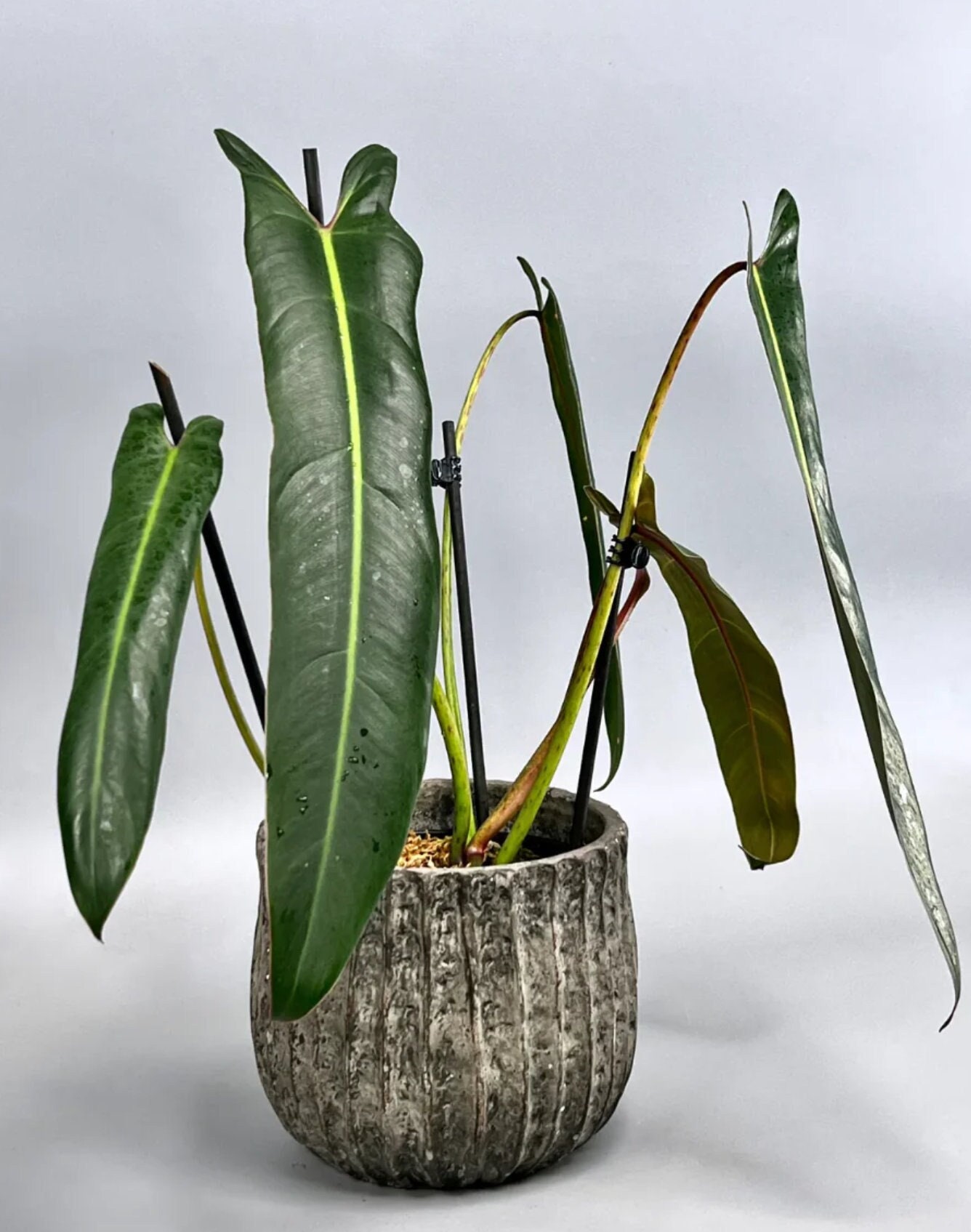 観葉植物 スピリタス・サンクチ Yahoo!オークション -「スピリタスサンクチ」(観葉植物) の落札