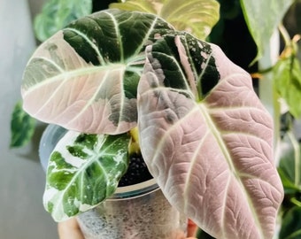 その他観葉植物 Alocasia black velvet Pink albo Var NO3 il_340x270.5823337951_r4t8.jpg