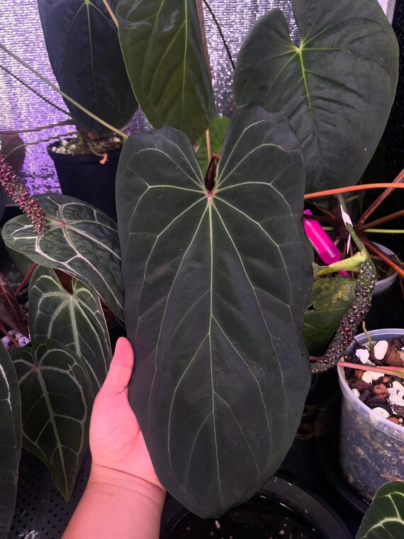 アンスリウム ブルー ストライプ x ラルフ ライナム F1 - ジェイ