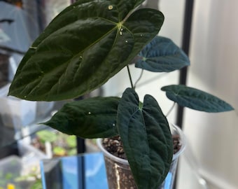 Anthurium Dressleri x Schoppenaas (AOS) | Donkere anthurium | AOS Dark Form | Zeldzame planten | perfect cadeau voor plantenliefhebber | anthuriumliefhebber