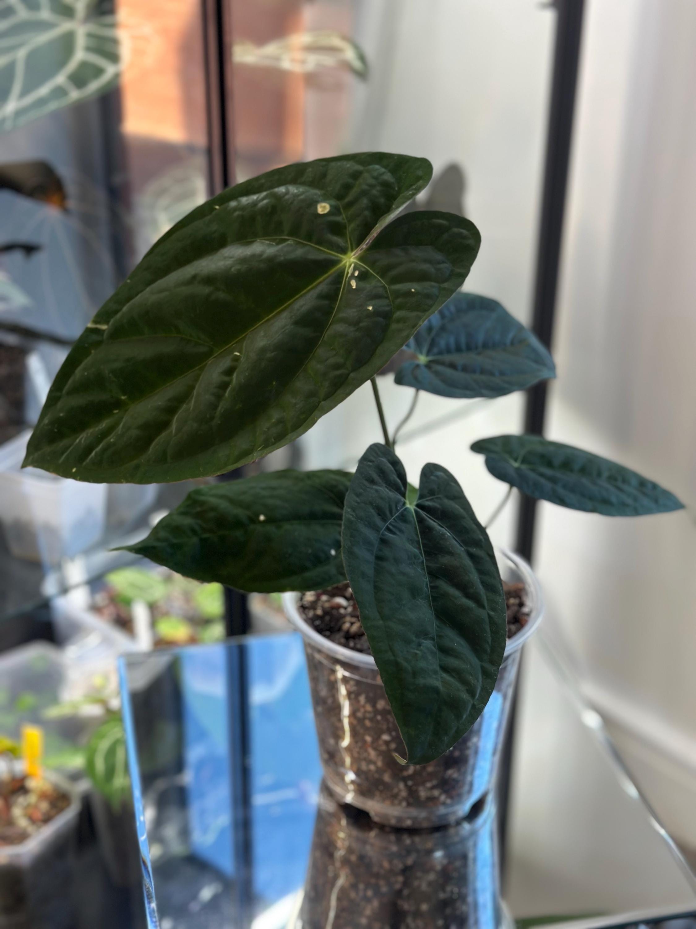 Anthurium dressleri - Etsy 日本 Anthurium dressleri - Etsy 日本
