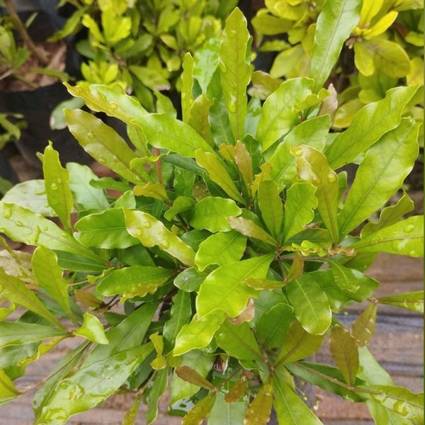 Miracle Fruit Plant (Synsepalum Dulcificum) - UK Seller