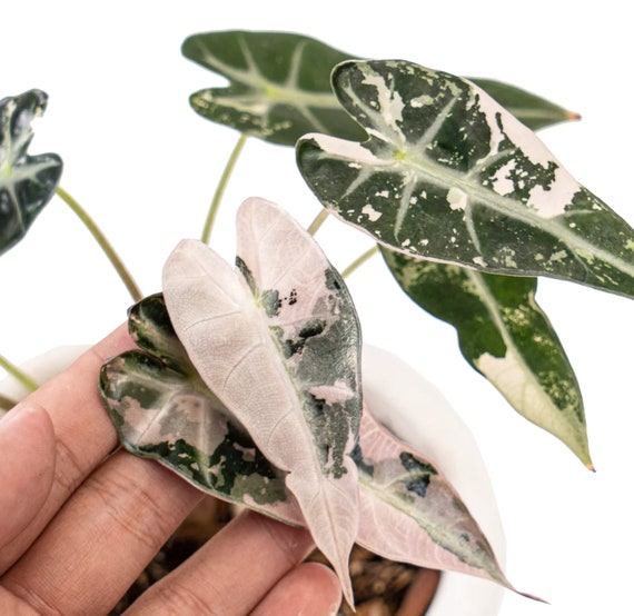 Alocasia Bambino Variegata Pink - Genuine Variegated Alocasia