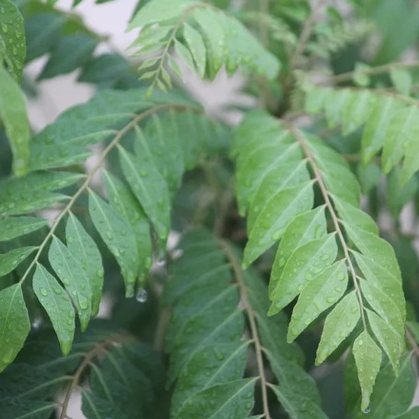 Suhasini Curry Leaf Plant - RARE Variety UK Seller (Murraya koenigii, Sweet Neem, Kariveppu)