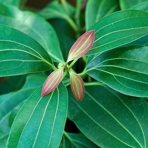 Ceylon Cinnamon Tree | Organic Live Plant, Dwarf Dalchini, Dwarf Cinnamon Plant, Sri Lankan Cinnamon Bark, Cinnamomun zeylanicum