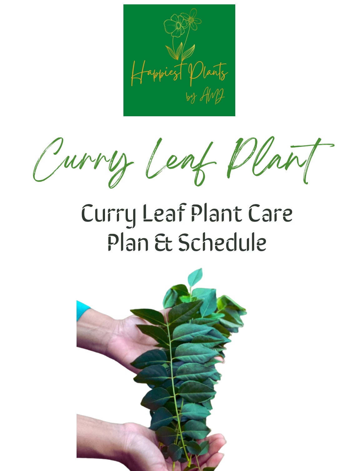 Curry Leaf Plant - Full Year Schedule - Etsy