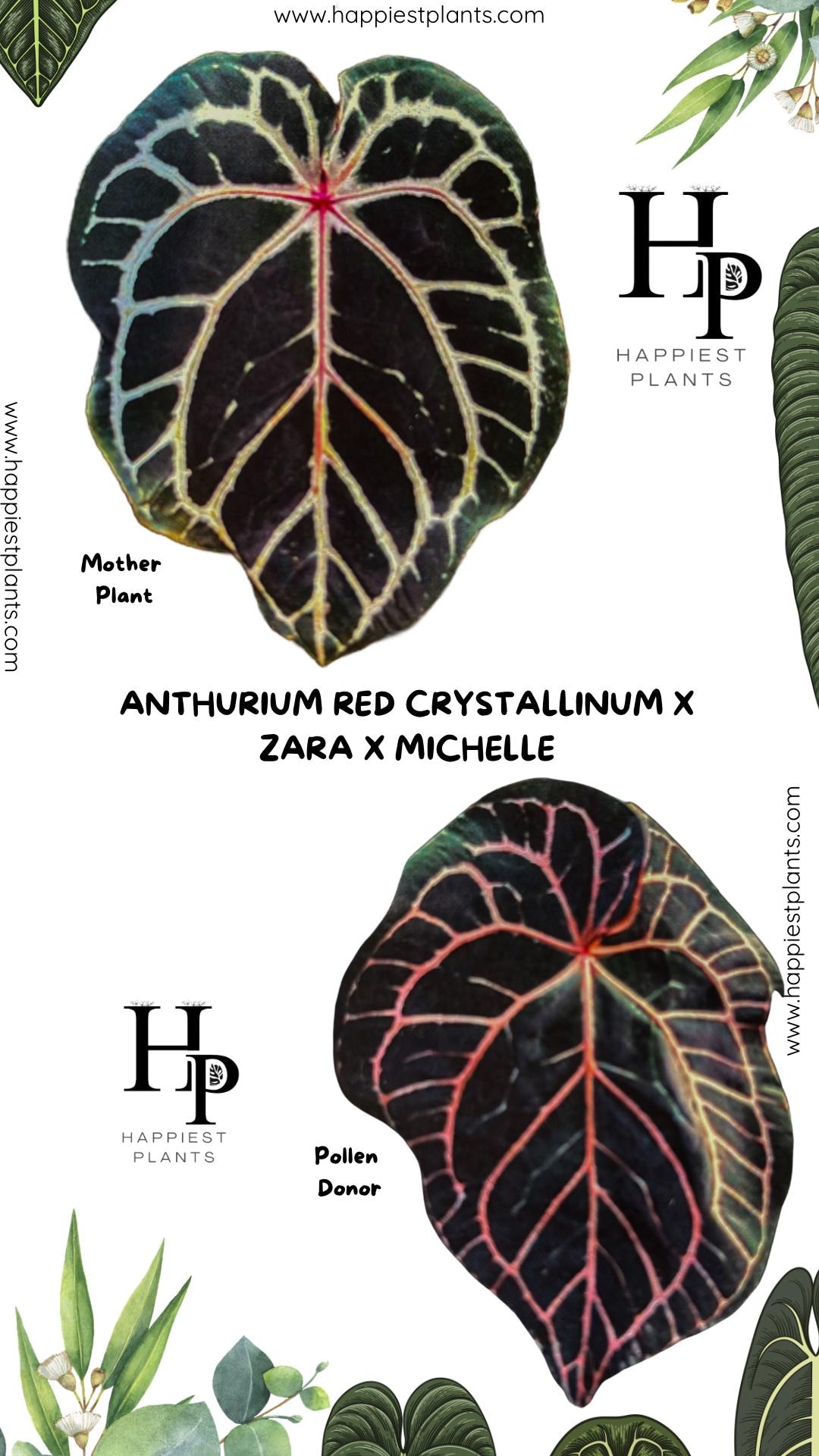 Anthurium Red Crystallinum X Zara X Michelle | Rare Anthurium