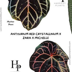 Anthurium crystallinum red - Etsy 日本 Anthurium crystallinum red - Etsy 日本
