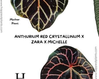 Anthurium (Michelle x Zara) x Besseae aff. 'Bingo' seedling