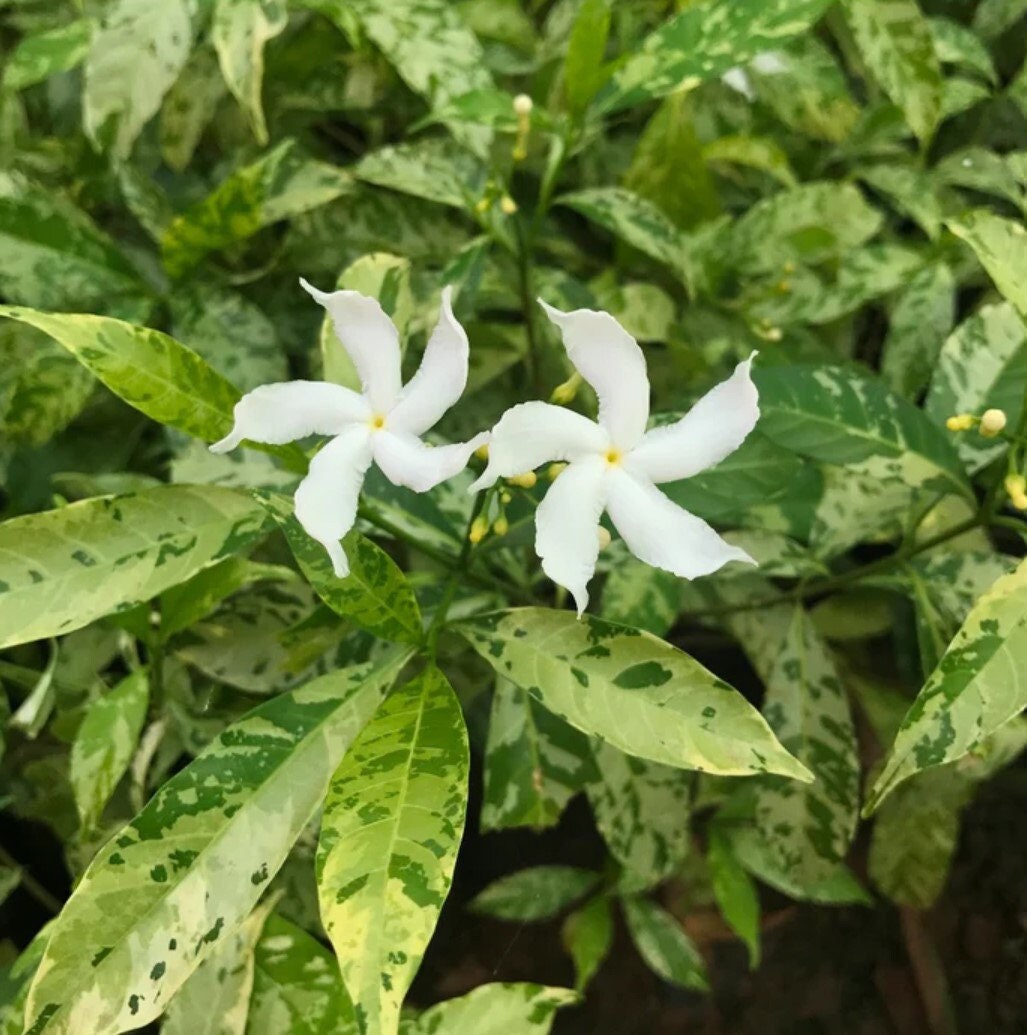 Crape jasmine discount