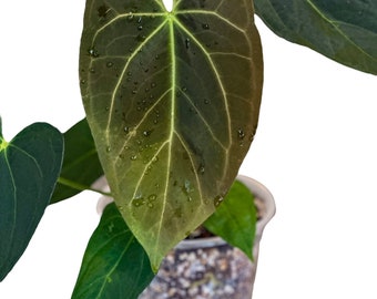 Anthurium Ace of Spades (AOS) X Blue Papillilaminum | Rare