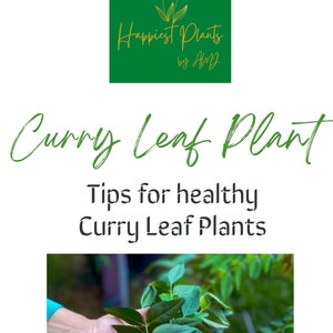 Może przedstawiać: Ręka trzymająca gałązkę zielonych liści curry. Widoczny jest tekst "Curry Leaf Plant" i "Tips for healthy Curry Leaf Plants" nad obrazem. Logo "Happiest Plants by Amy" znajduje się w lewym górnym rogu.