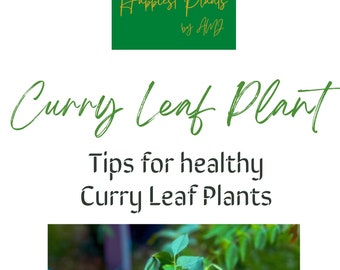 Curry Leaf Plants - Growing Guide. Everything you need to know with growing Curry Leaf Plant + Yearly Planner/ Printable Monthly sheets