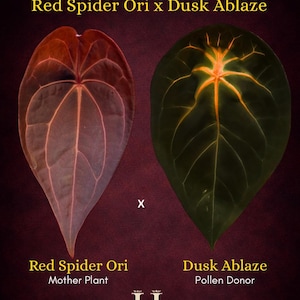 Anthurium red spider - Etsy 日本