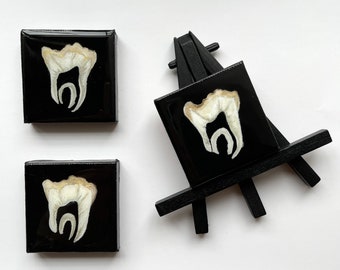 Cross-section Dental Study