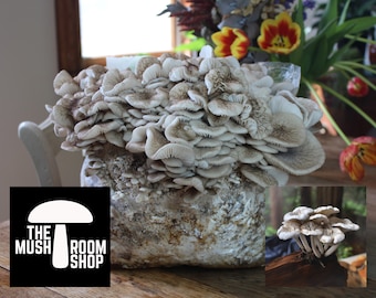 Porcelain Mushroom Agar Plate