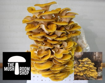Gold Rush Oyster Agar Plate - Mushroom Shop Original