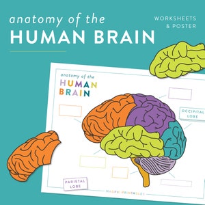 Pacote de atividades para impressão do cérebro humano - Anatomia do cérebro humano - Jogo de ciências para crianças - Quebra-cabeça do cérebro - Combinação de peças do cérebro - Recurso escolar em casa