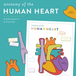 Afdrukbare activiteitenbundel menselijk hart - Anatomie van het menselijk hart - Wetenschapsspel voor kinderen - Hartpuzzel - Bijpassende hartonderdelen - Hulpmiddel voor thuisonderwijs